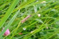 Crambus lathoniellus