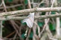 Colobochyla salicalis
