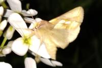 Plusia festucae