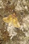 Plusia festucae