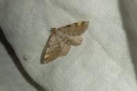 Macaria liturata