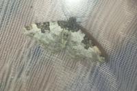 Xanthorhoe fluctuata