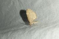 Euchoeca nebulata