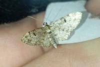 Eupithecia tantillaria