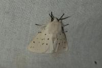 Spilosoma lubricipeda