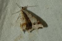 Macaria alternata