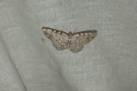 Aethalura punctulata