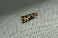 Epinotia tedella