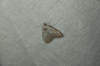 Nola confusalis