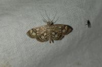 Anania coronata