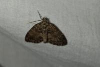 Hydriomena