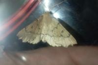 Odontopera bidentata