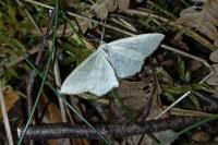 Cabera exanthemata