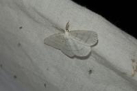 Cabera pusaria