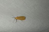 Wittia sororcula