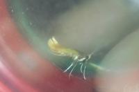 Caloptilia alchimiella/robustella
