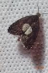Pammene regiana