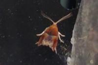Ancylis obtusana