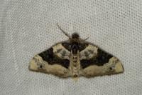 Cosmorhoe ocellata