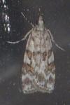 Scoparia pyralella