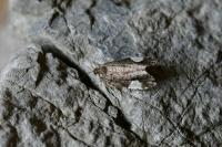 Hedya dimidiana