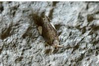 Hedya dimidiana