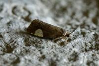 Hedya dimidiana