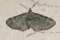 Pasiphila rectangulata