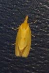 Agapeta hamana