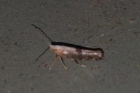 Argyresthia spinosella
