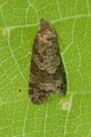 Cnephasia