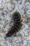 Phragmatobia fuliginosa