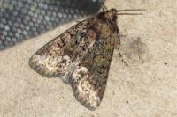 Oligia strigilis/versicolor/latruncula