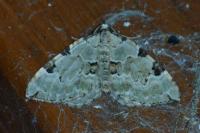 Colostygia pectinataria