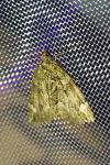 Chloroclysta siterata