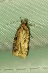 Agonopterix arenella