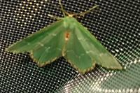 Hemithea aestivaria
