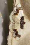 Ligdia adustata