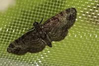 Pasiphila rectangulata