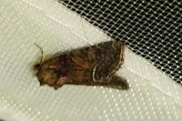 Oligia