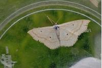 Scopula immutata