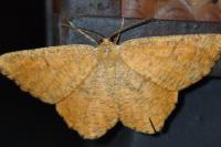 Angerona prunaria