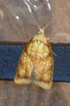 Acleris bergmanniana