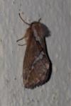 Korscheltellus lupulinus