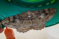 Alcis repandata