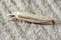 Crambus pascuella