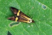 Nemophora degeerella