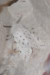 Spilosoma lubricipeda