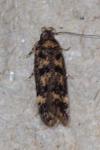 Bryotropha domestica