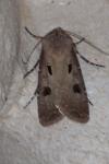 Agrotis exclamationis exclamationis